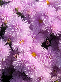 Aster Fellowship (New York Aster)