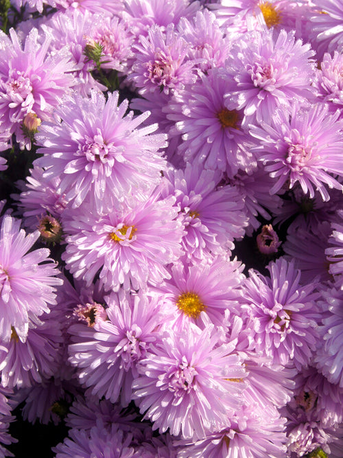 Aster novi-belgii 'Fellowship', also know as the New York Aster