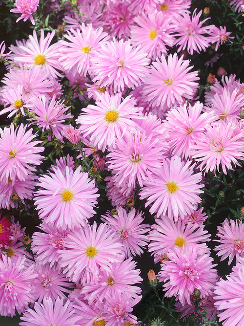 Aster novi-belgii 'Fellowship', also know as the New York Aster