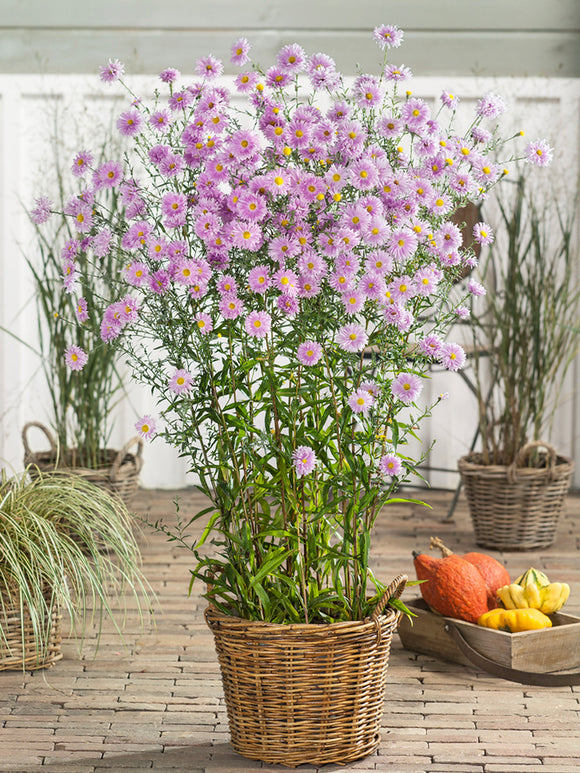 Aster novi-belgii 'Fellowship', also know as the New York Aster