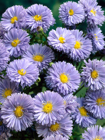 Aster Marie Ballard (New York Aster)