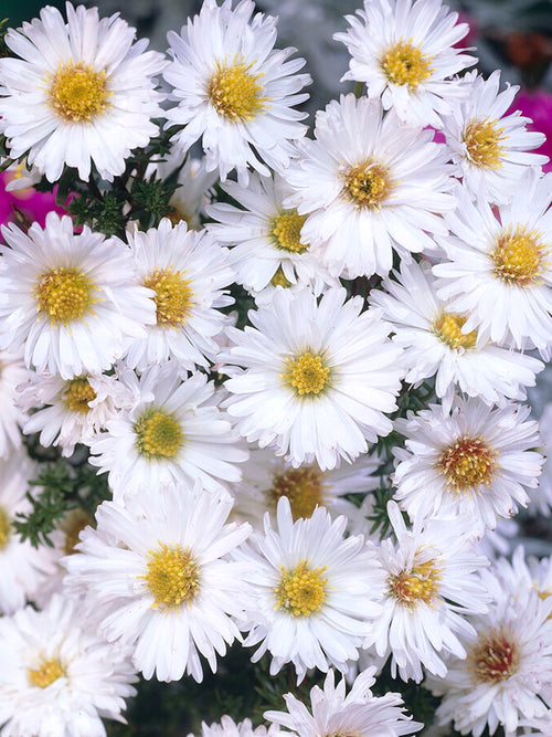 Aster novi-belgii 'White Ladies', also known as the New York Aster