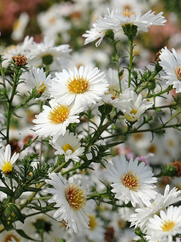 Aster novi-belgii 'White Ladies', also known as the New York Aster