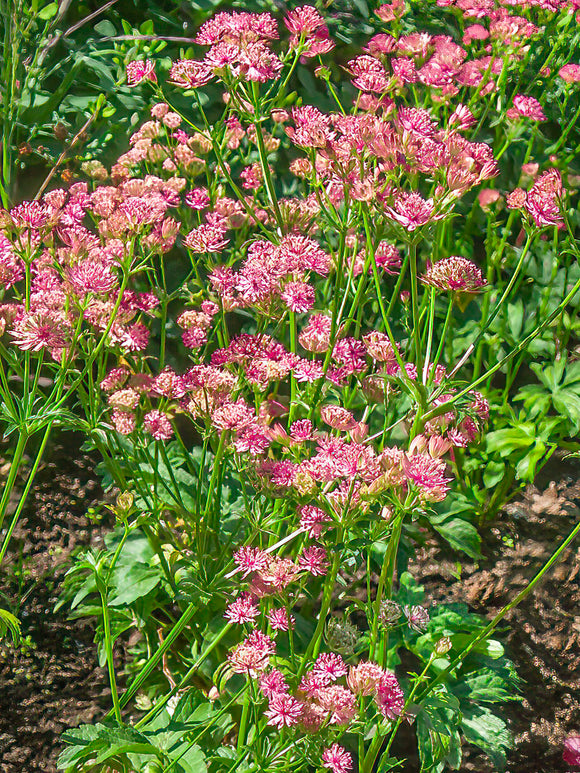 Astrantia major Sparkling Stars Pink