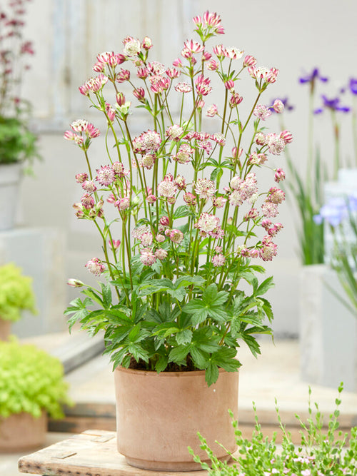 Astrantia major Sparkling Stars Pink