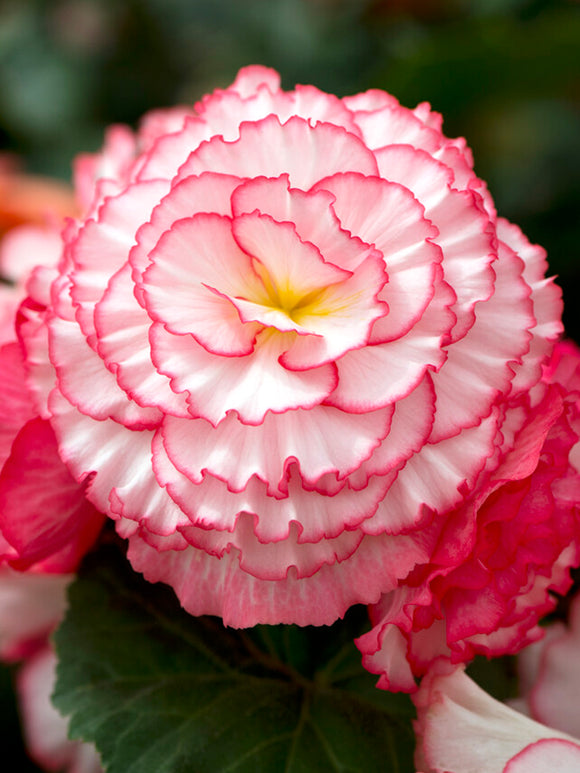 Begonia AmeriHybrid® Picotee White Pink