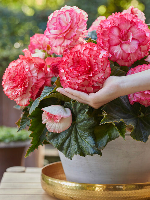 Begonia Picotee White Pink