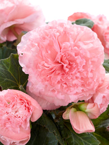 Begonia Ruffled Pink