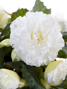 Begonia Ruffled White