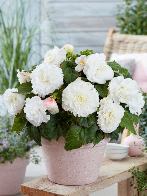 Begonia AmeriHybrid® Ruffled White