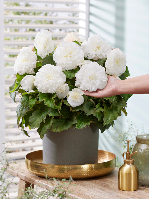 Begonia AmeriHybrid® Ruffled White