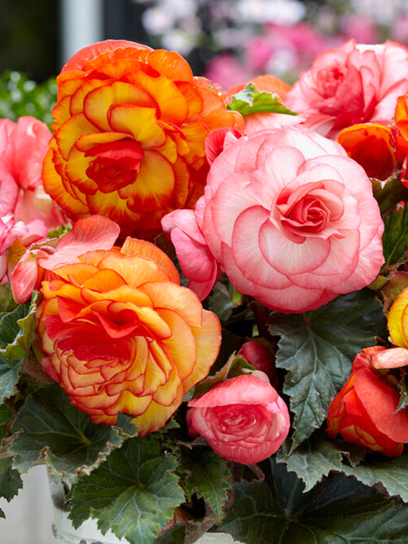 Begonia Tropical Mix