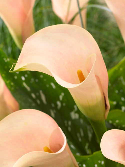 Calla Lily Auckland (Zantedeschia 'Auckland')