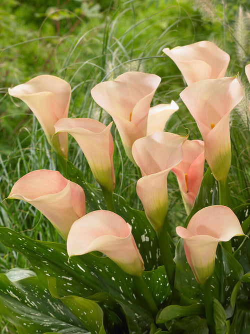 Calla Lily Auckland (Zantedeschia 'Auckland')