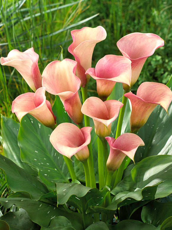 Calla Lilie Captain Rosette Calla Zwiebeln