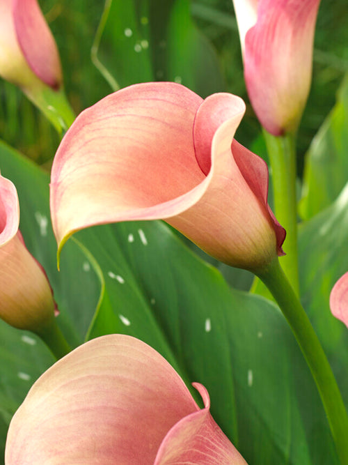 Calla Lilie Captain Rosette Zwiebeln