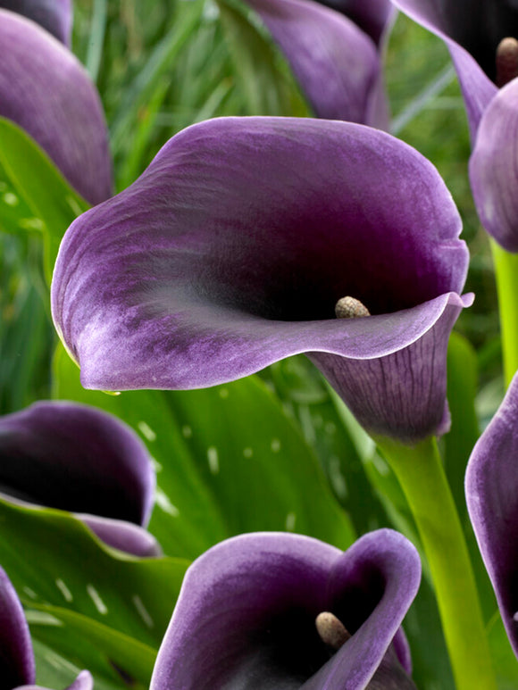 Calla Lily 'Akela' (Zantedeschia 'Akela')