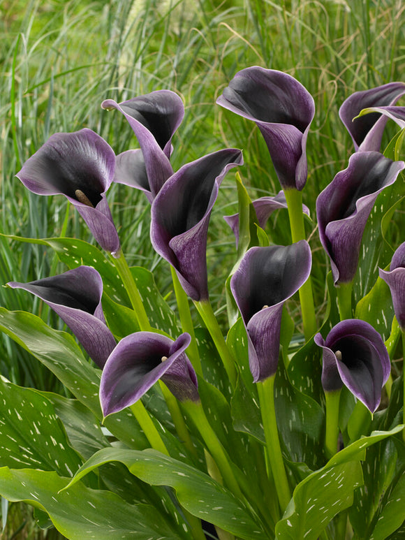 Calla Lily 'Akela' (Zantedeschia 'Akela')