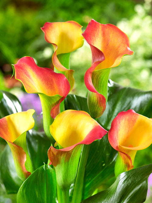 Calla Lily Captain Lido (Zantedeschia 'Captain Lido')