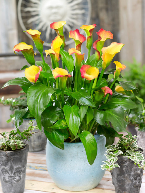 Calla Lily Captain Lido (Zantedeschia 'Captain Lido')