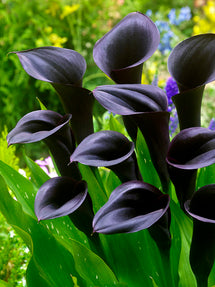 Calla Lily Bulbs - Grow Calla Lilies | DutchGrown™
