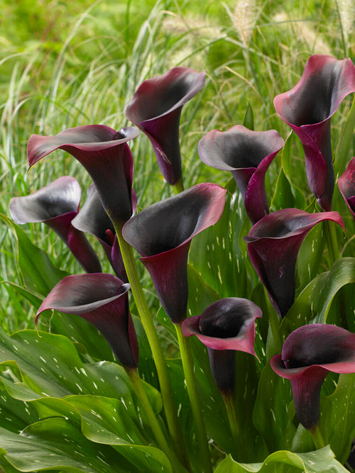 Calla Lily 'Rudolph' (Zantedeschia 'Rudolph') 