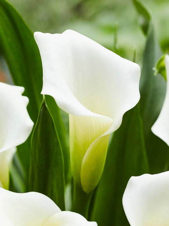 Calla Lily White Art