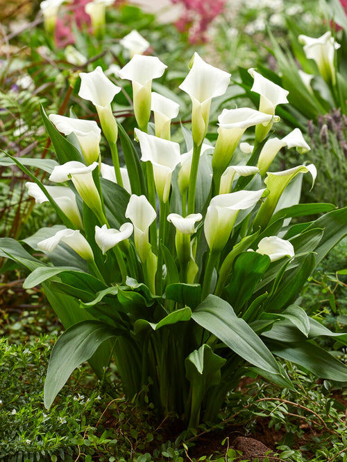 Calla Lily White Art