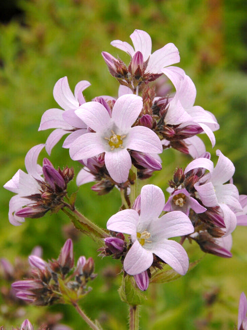 Campanula lactiflora 'Loddon Anna'