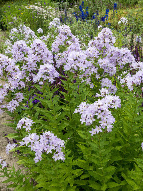 Campanula lactiflora 'Loddon Anna'