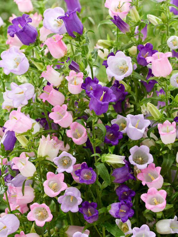 Campanula 'Champion Mix'