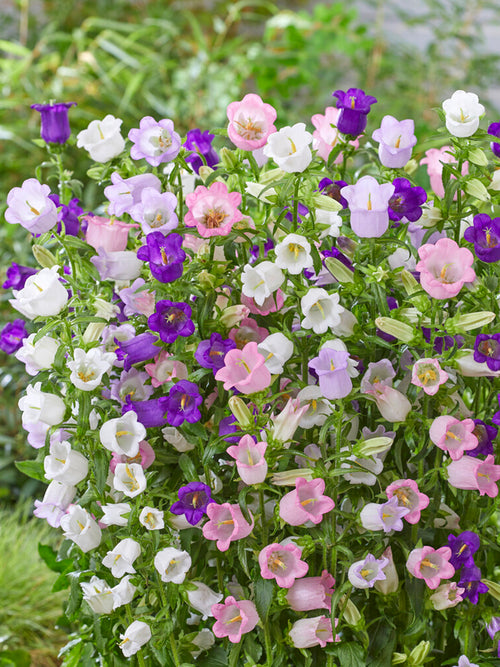 Campanula 'Champion Mix'