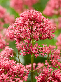 Centranthus Coccineus (Red Valerian)