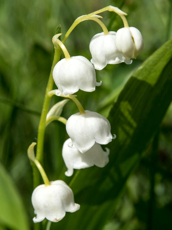 Convallaria Majalis (Lily of the Valley)