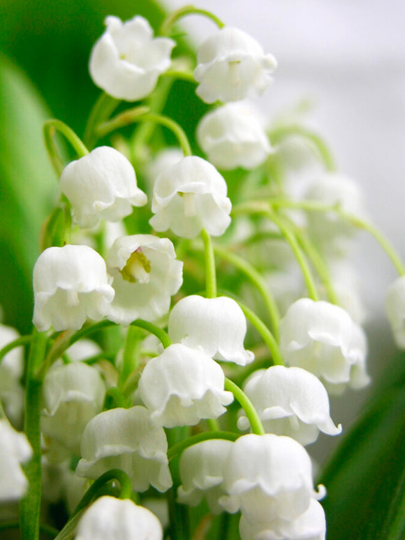 Convallaria Majalis (Lily of the Valley)