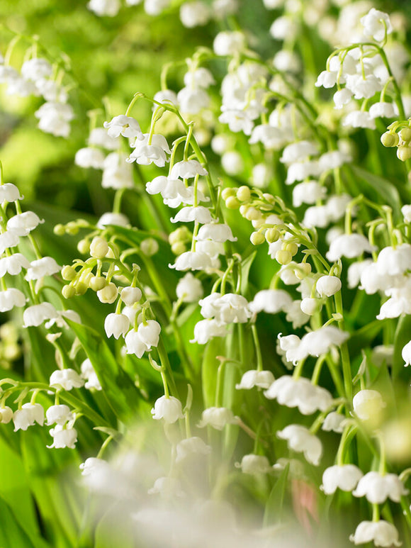 Convallaria Majalis (Lily of the Valley)