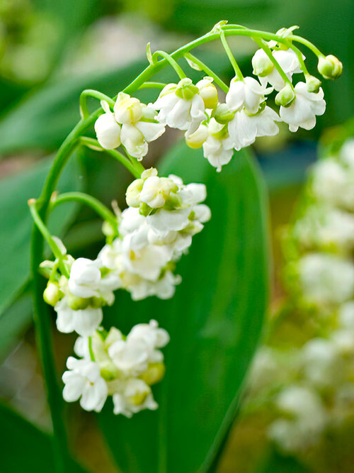 Convallaria majalis 'Prolificans' is a unique and charming cultivar of the classic Lily of the Valley.