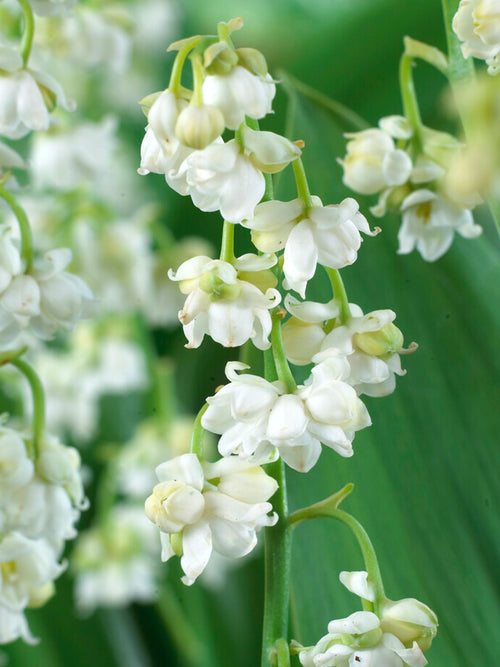 Convallaria majalis 'Prolificans' is a unique and charming cultivar of the classic Lily of the Valley.