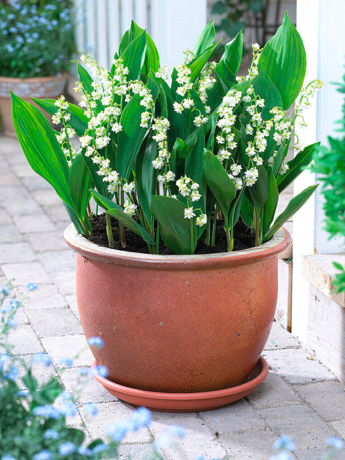 Convallaria majalis 'Prolificans' is a unique and charming cultivar of the classic Lily of the Valley.