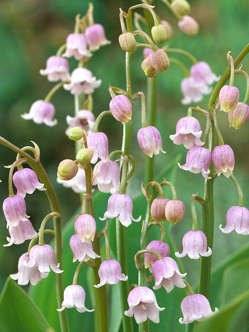 Convallaria majalis 'Rosea', commonly known as Lily of the Valley 'Rosea', is a charming and unique variety of the classic Lily of the Valley.