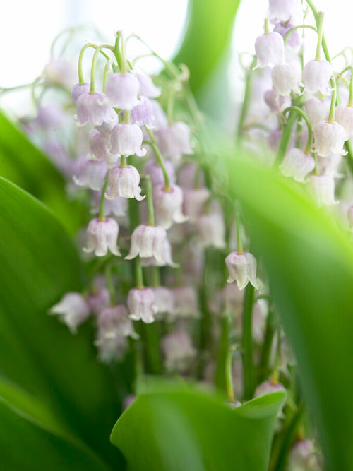 Convallaria majalis 'Rosea', commonly known as Lily of the Valley 'Rosea', is a charming and unique variety of the classic Lily of the Valley.