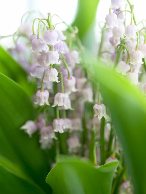 Convallaria majalis 'Rosea', commonly known as Lily of the Valley 'Rosea', is a charming and unique variety of the classic Lily of the Valley.