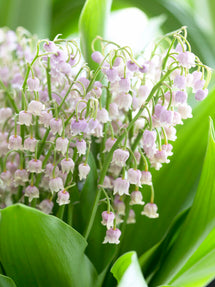 Convallaria Majalis Rosea (Lily of the Valley)