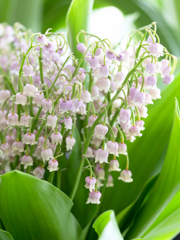 Convallaria majalis 'Rosea', commonly known as Lily of the Valley 'Rosea', is a charming and unique variety of the classic Lily of the Valley.