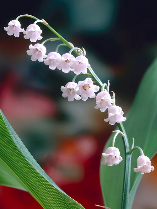 Convallaria majalis 'Rosea', commonly known as Lily of the Valley 'Rosea', is a charming and unique variety of the classic Lily of the Valley.