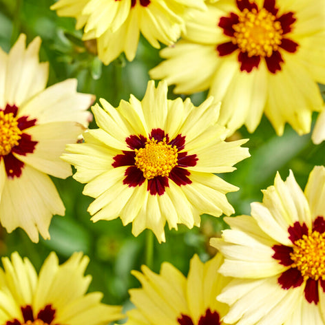 Coreopsis Solar Moon