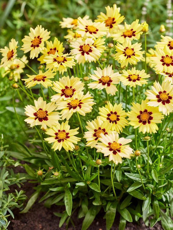 Coreopsis Solar Moon