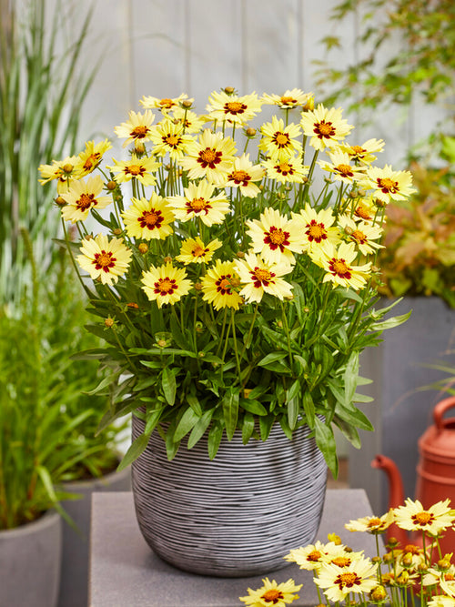 Coreopsis Solar Moon