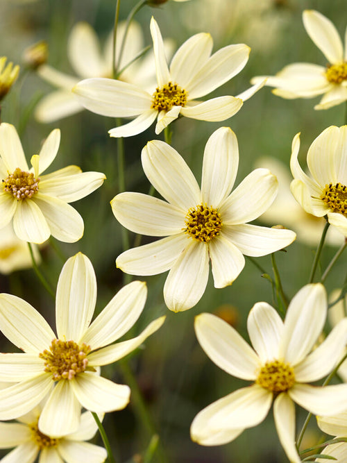 Coreopsis verticillata 'Moonbeam', commonly known as Threadleaf Coreopsis