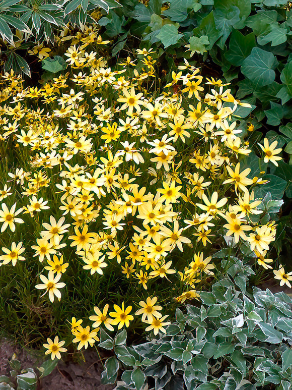 Coreopsis verticillata 'Moonbeam', commonly known as Threadleaf Coreopsis